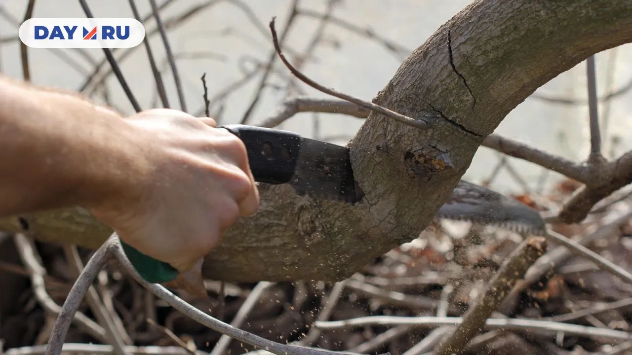 Обрезка веток