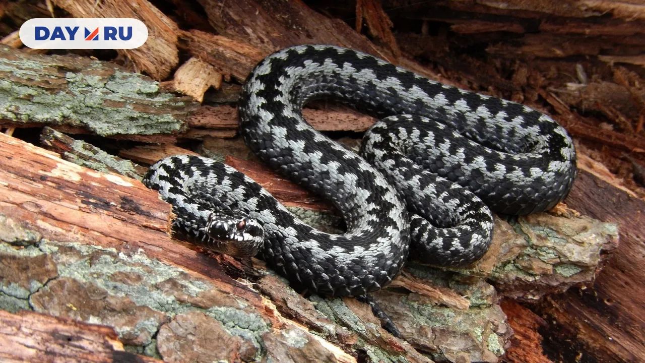 Обыкновенная гадюка