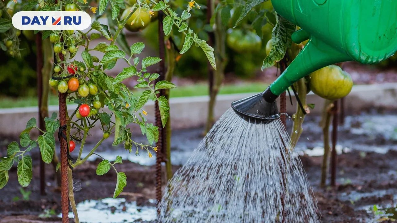 Полив огорода