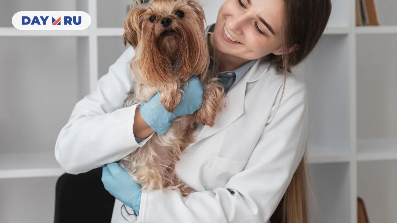 собака с ветеринаром