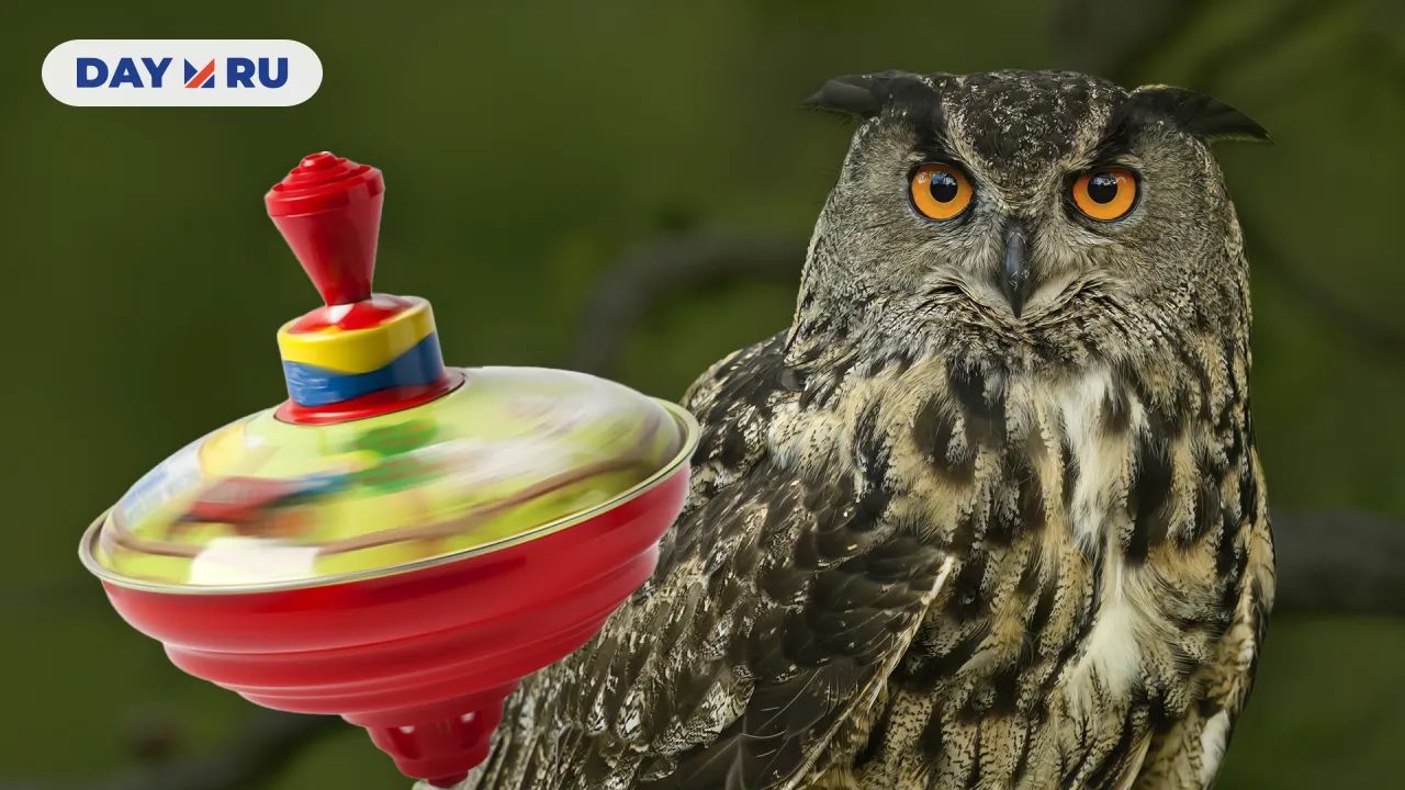 Волчок и сова