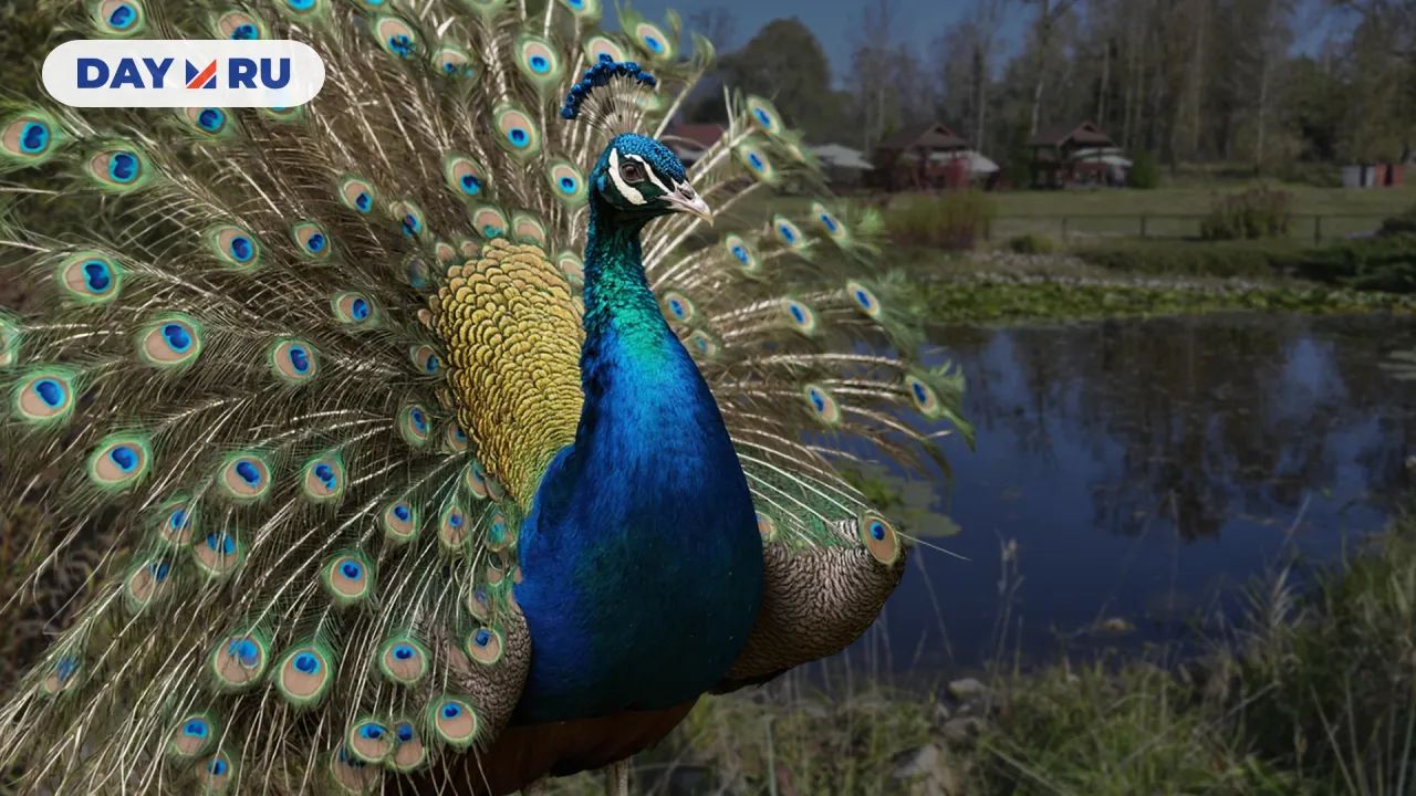 Парк птиц «Воробьи»