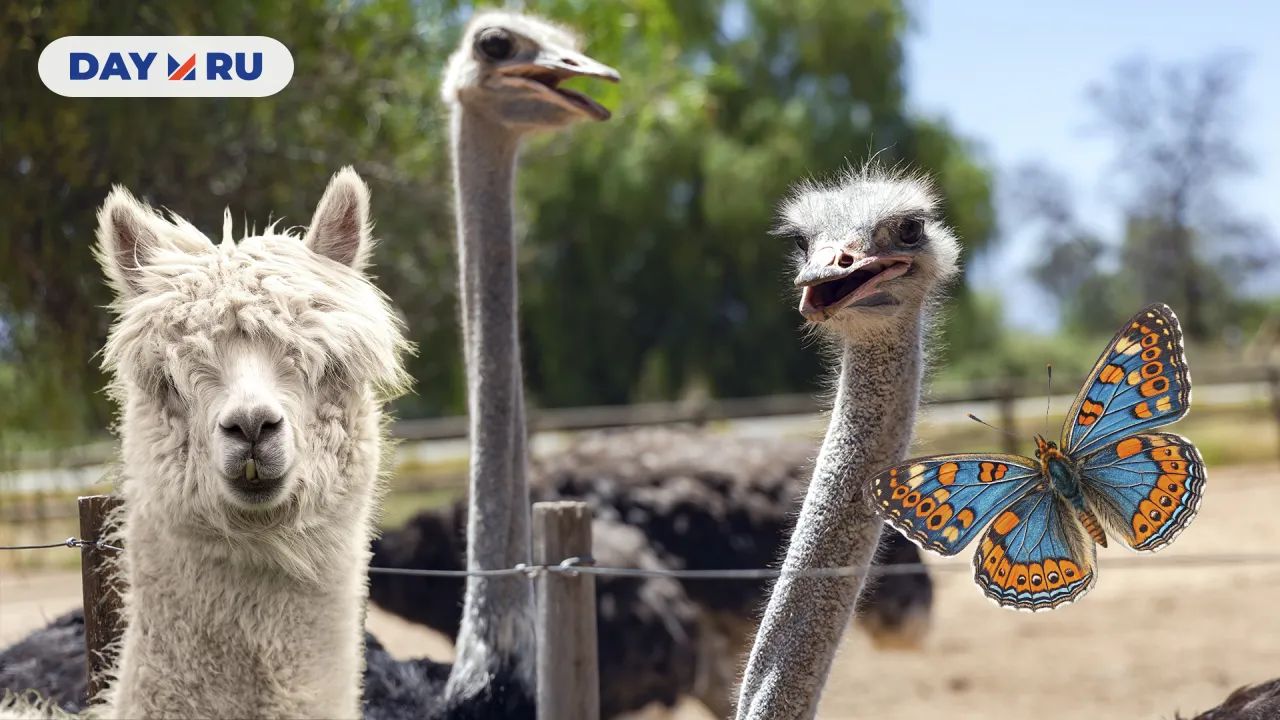 Лама, страусы и бабочка