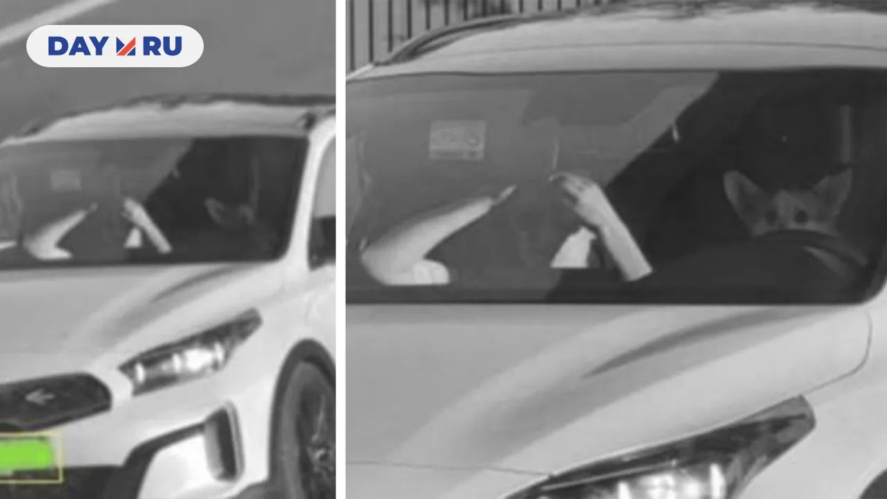 Корги за рулем авто