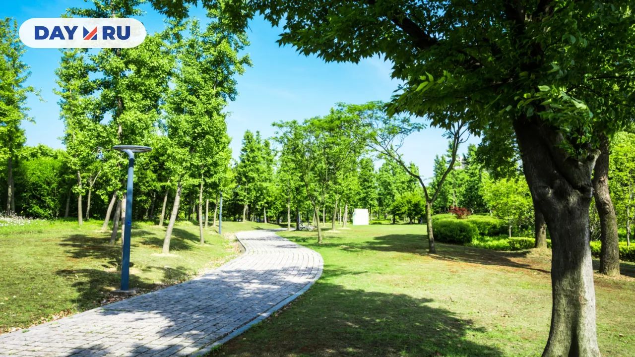 Парк, деревья