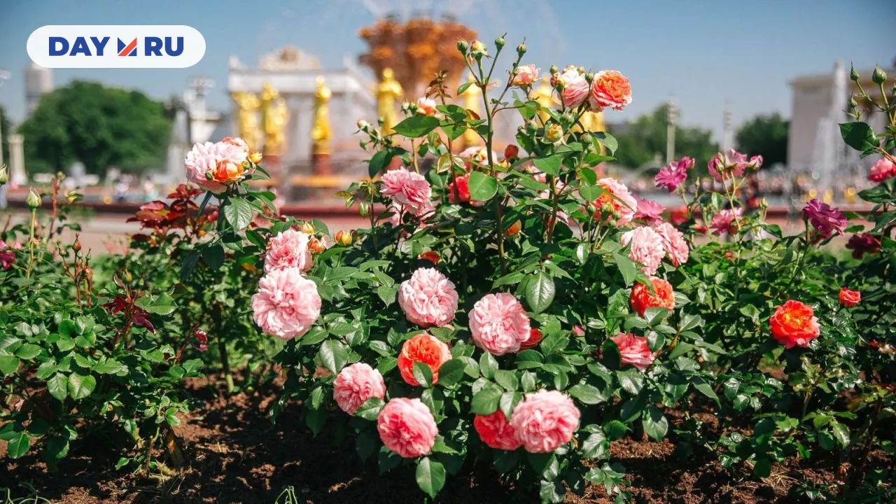 Цветы на ВДНХ