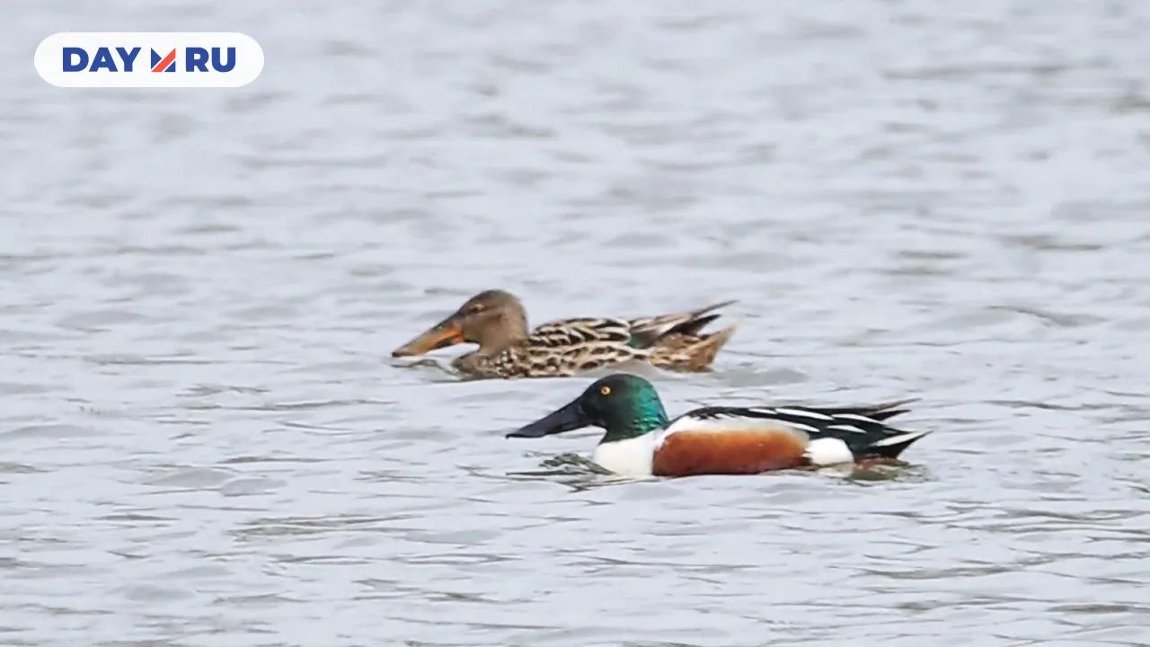 Широконоска