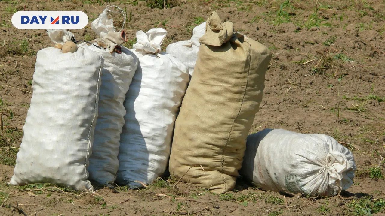 Мешки с картофелем