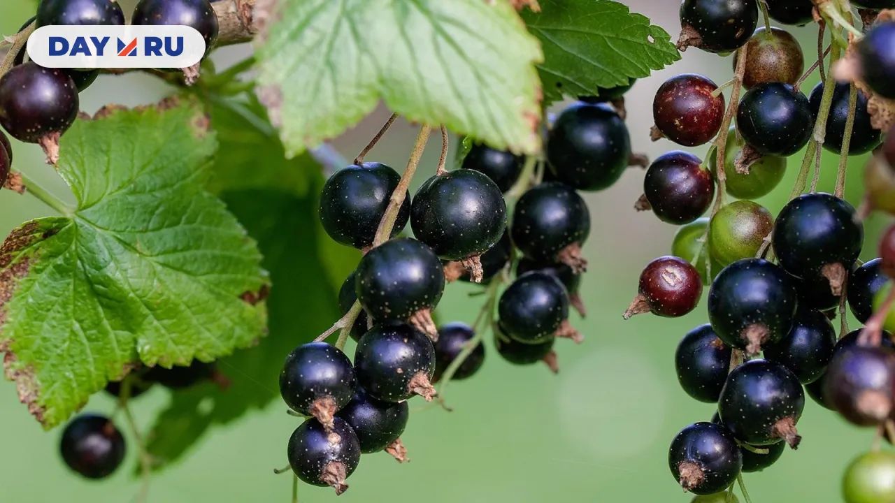 Черная смородина