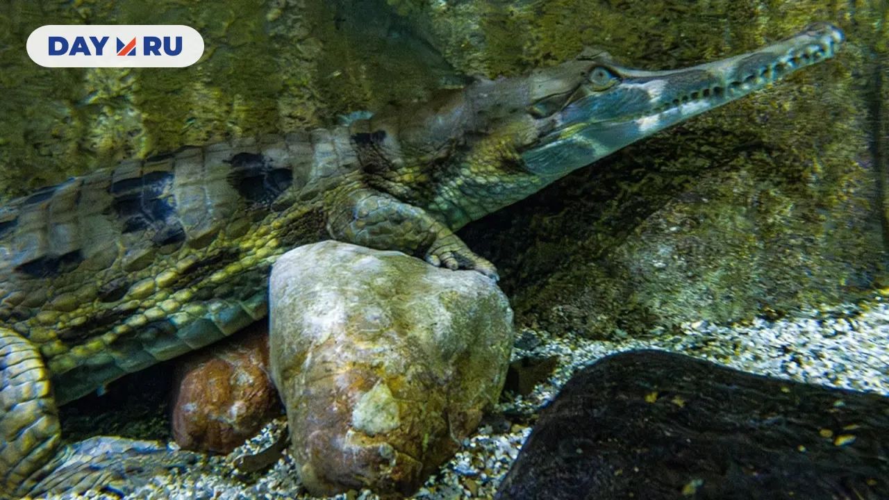 Гавиаловый крокодил