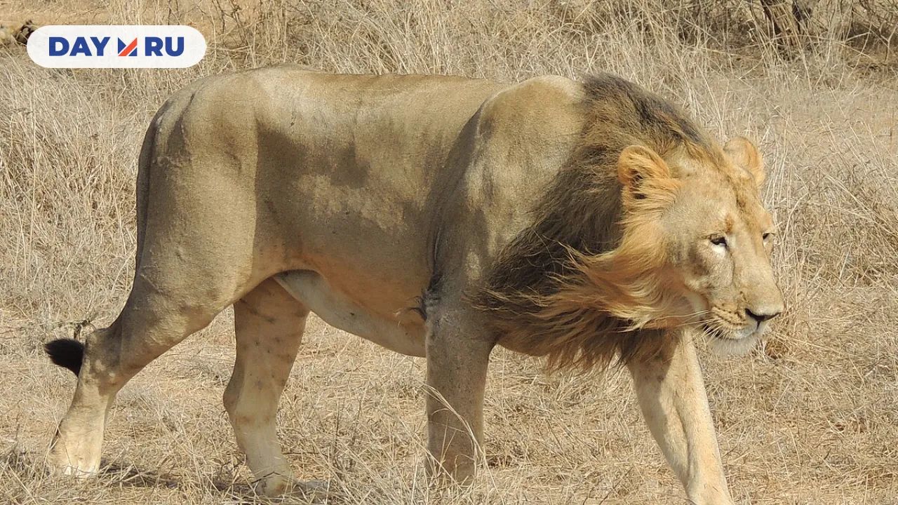 Лысеющий лев