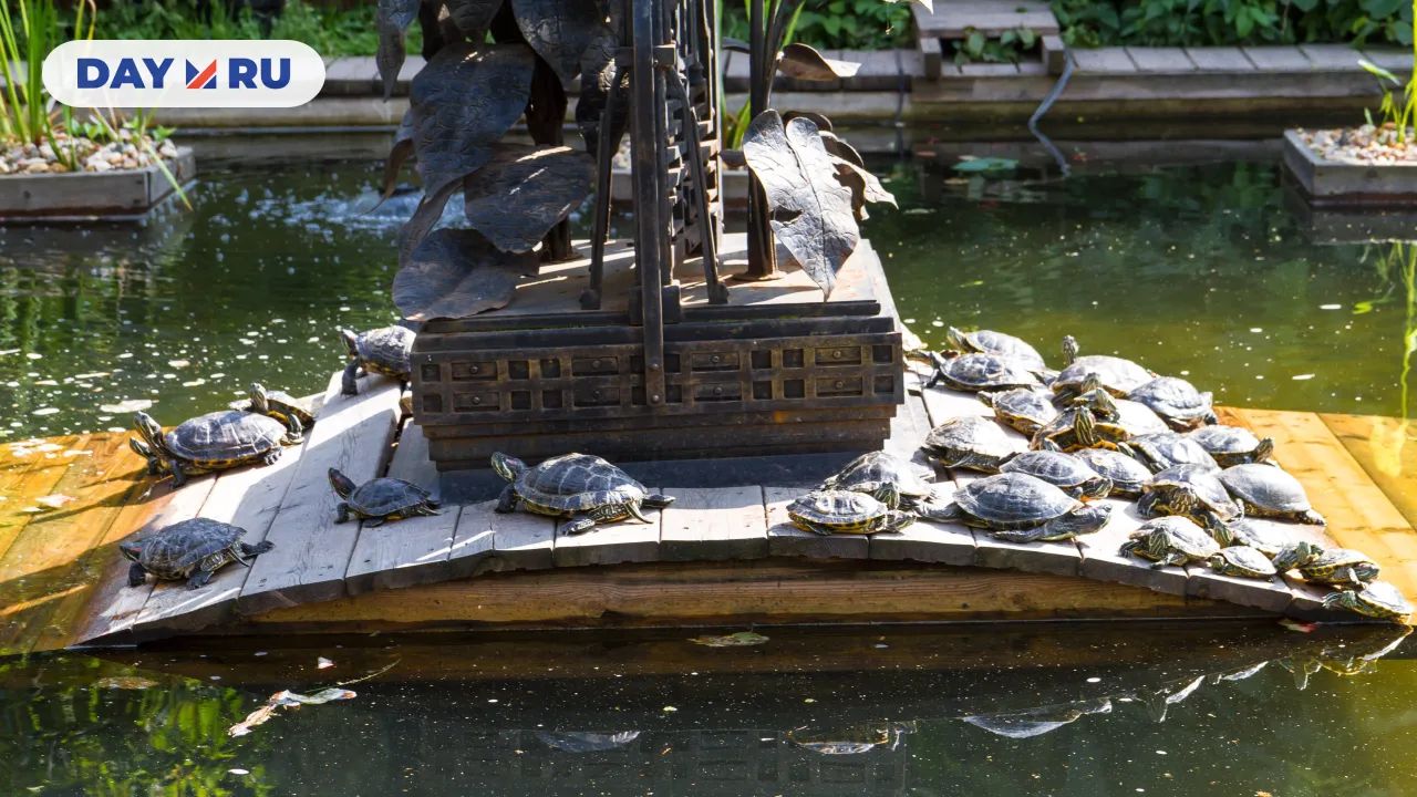 пруд в Ботаническом саду МГУ