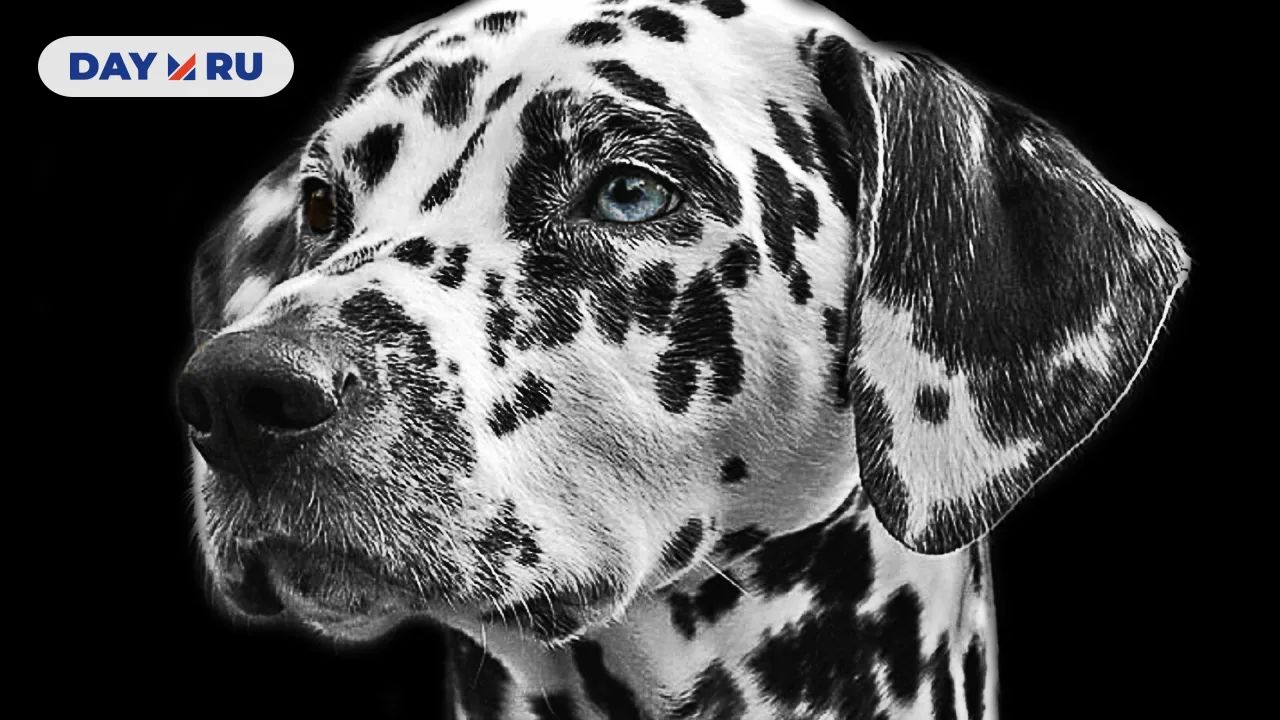 Далматинец