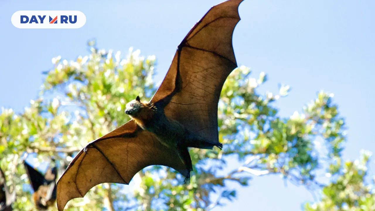 летучие мыши