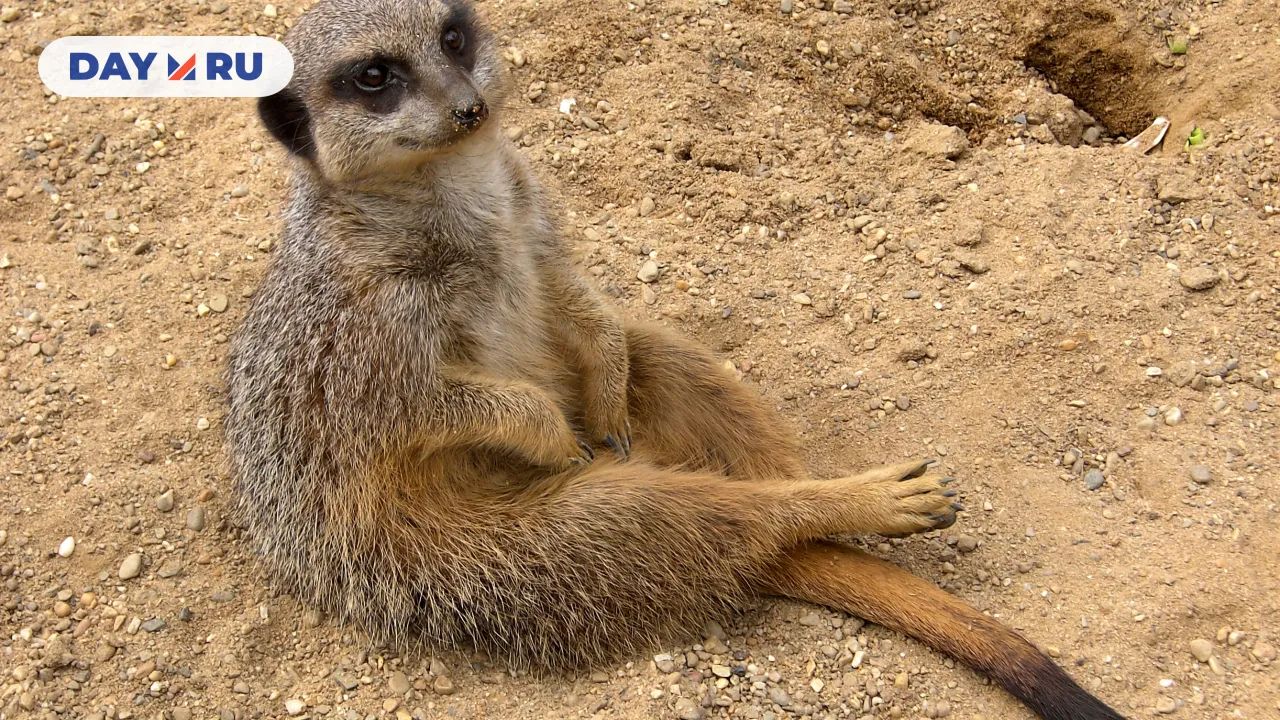 Сурикат в Антверпенском зоопарке