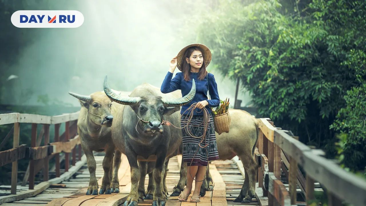 Китай, женщина, мулы