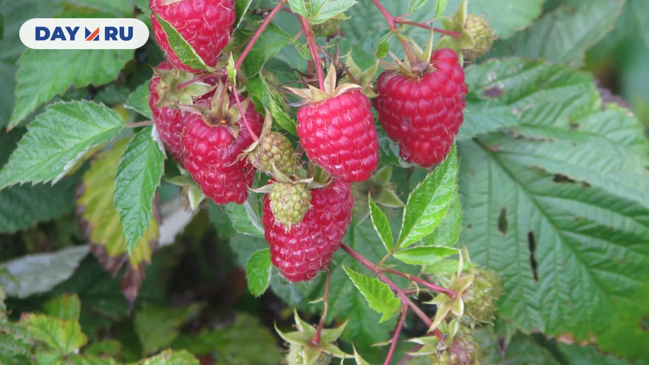 Ремонтантная малина