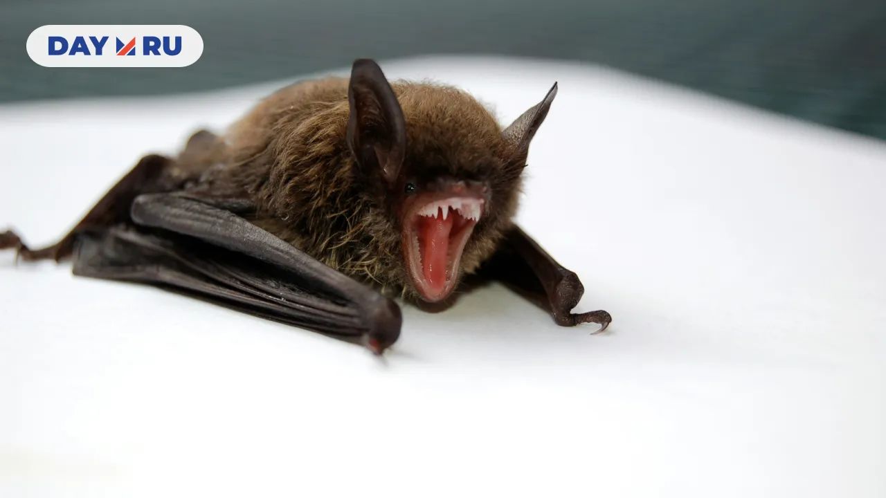 Летучая мышь