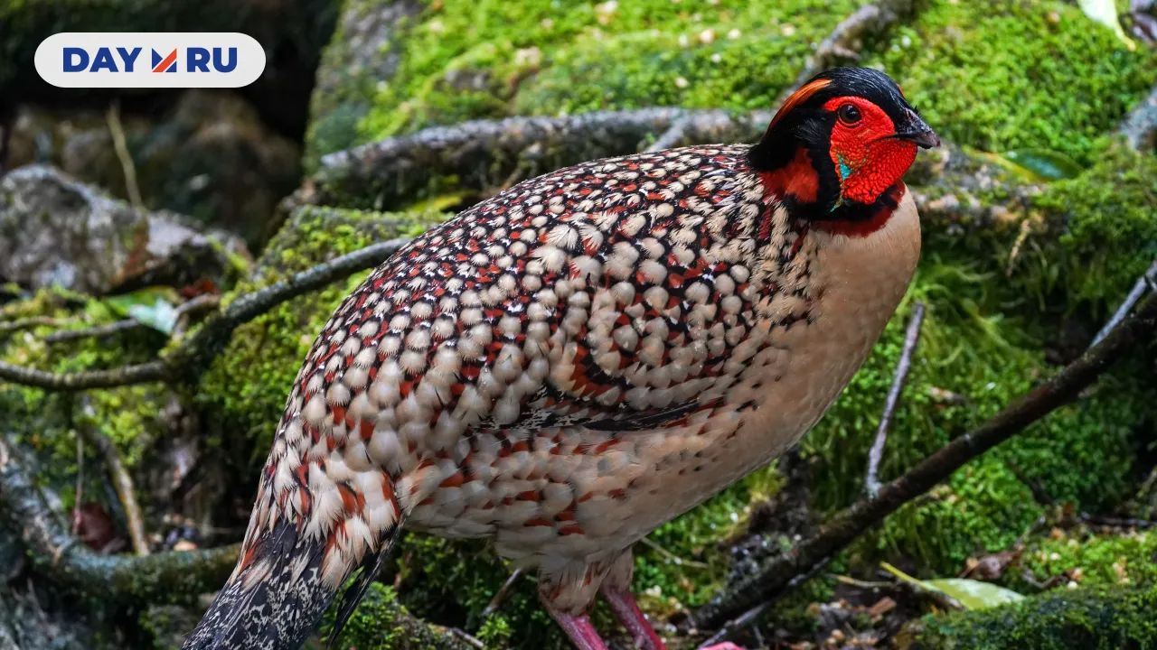 трагопаны Кабота