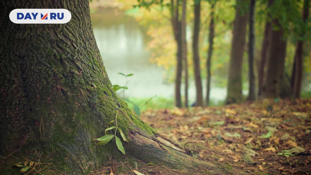 Дерево, осень