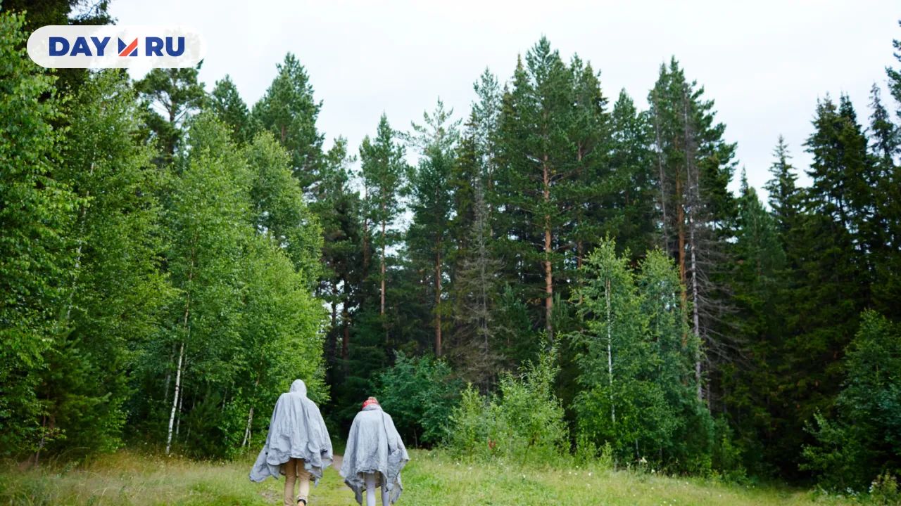 Лес, туристы