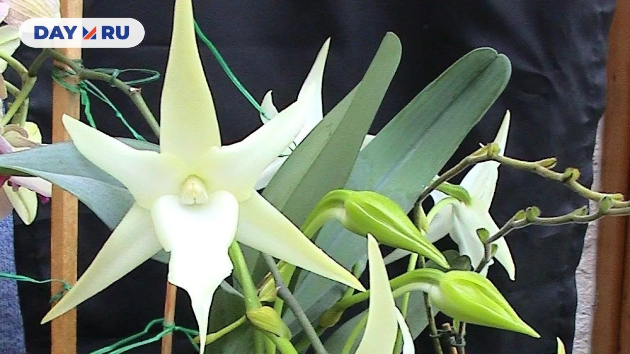 Орхидея Ангрекум Орхидея Ангрекум