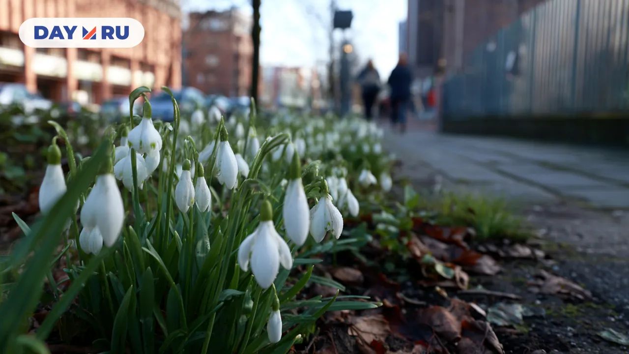 Подснежники