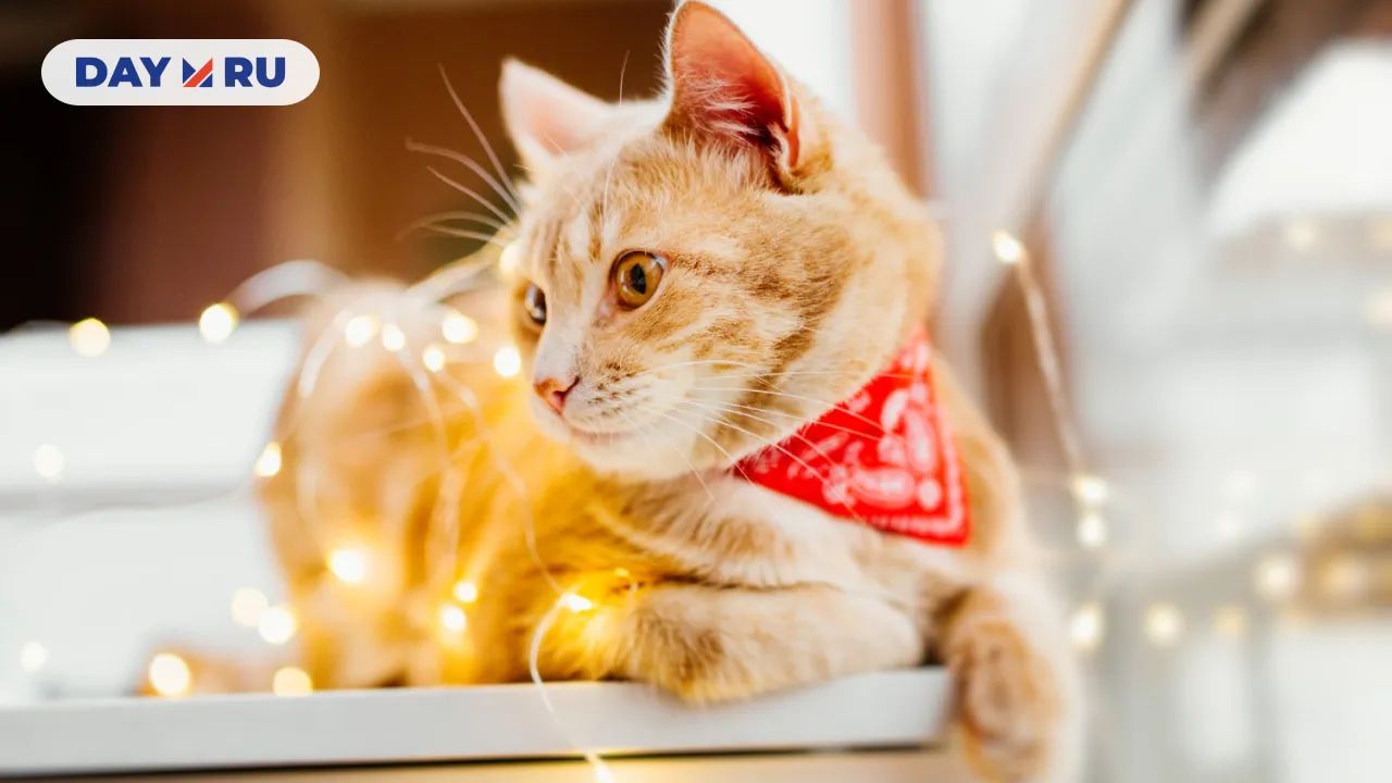 Кошка, Новый год