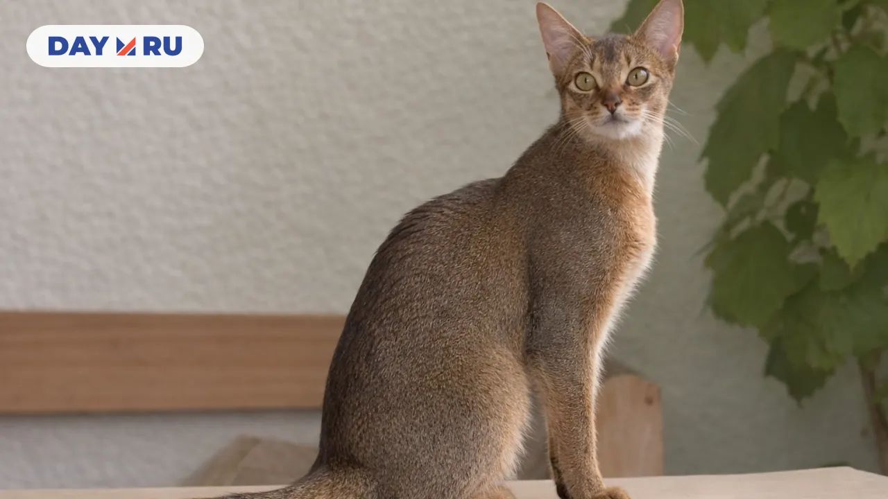 Абиссинская кошка
