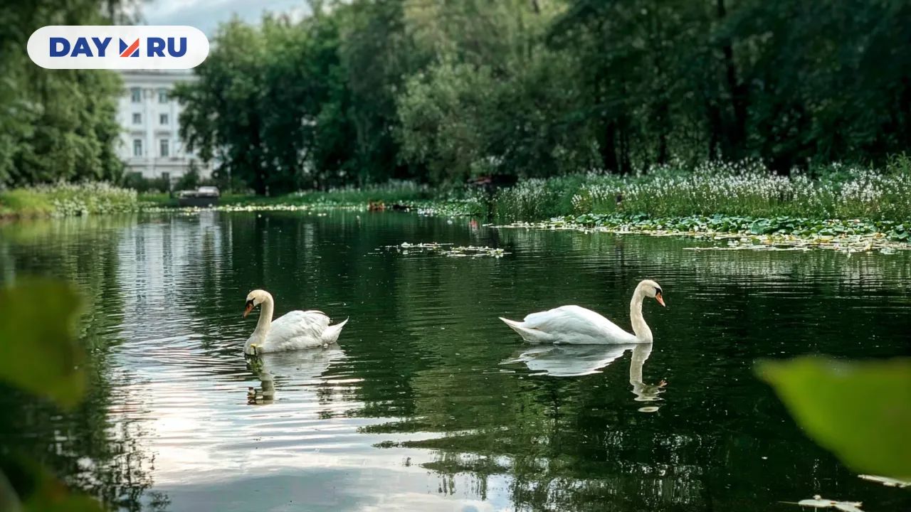 Озеро, лебеди