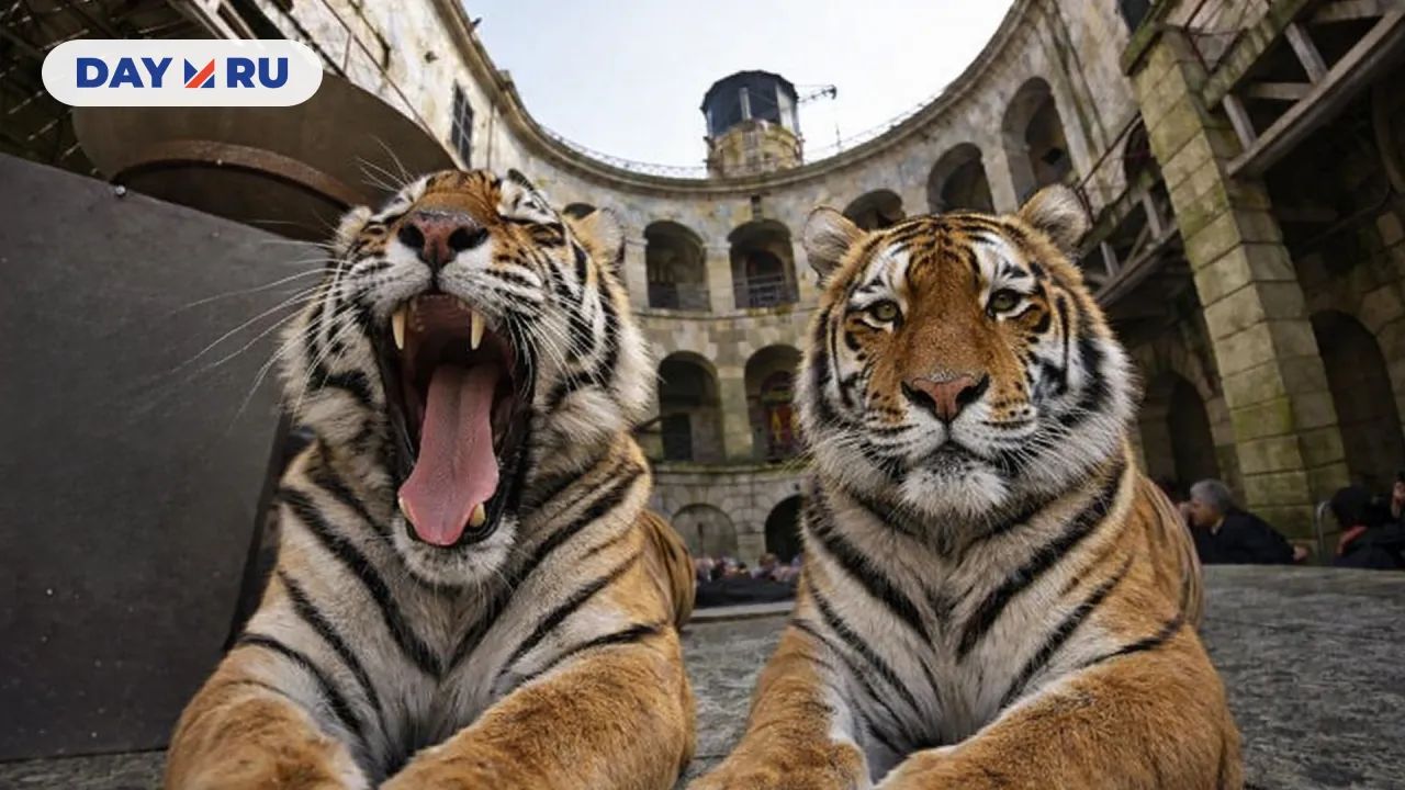 Форт, тигры