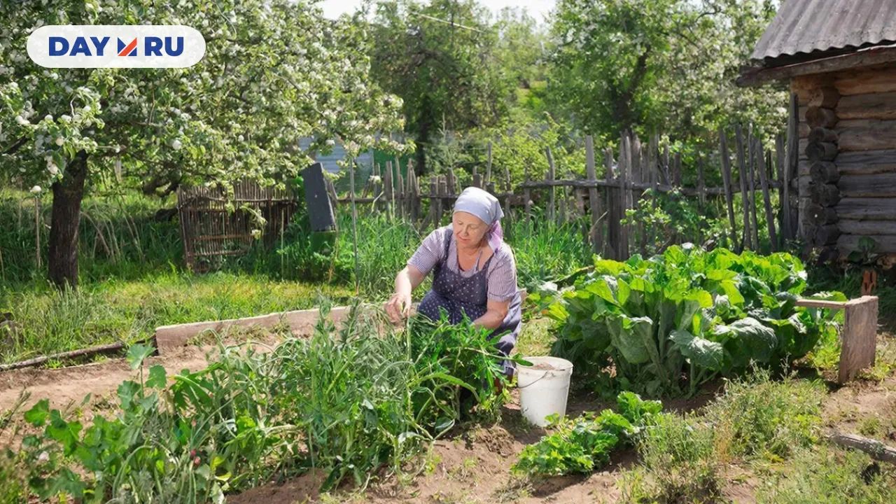 Дача, грядки