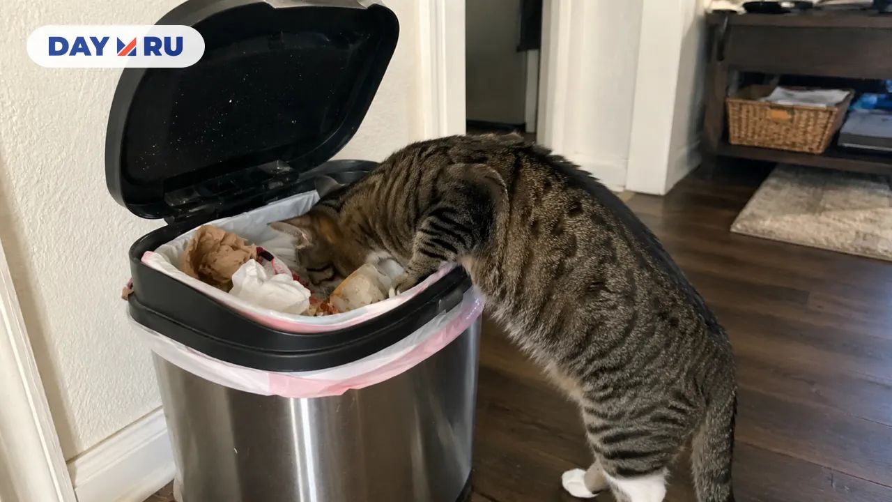 Кошка