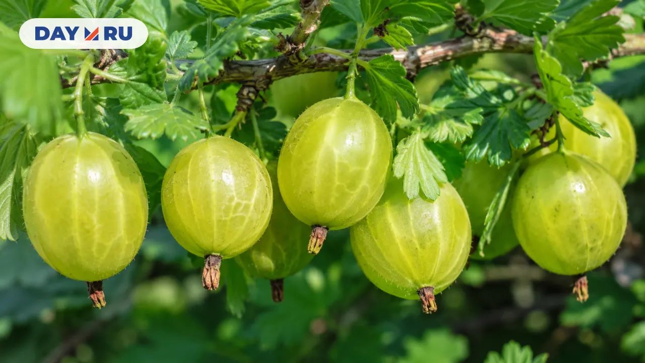 Крыжовник