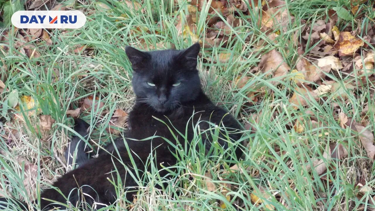 Кошка