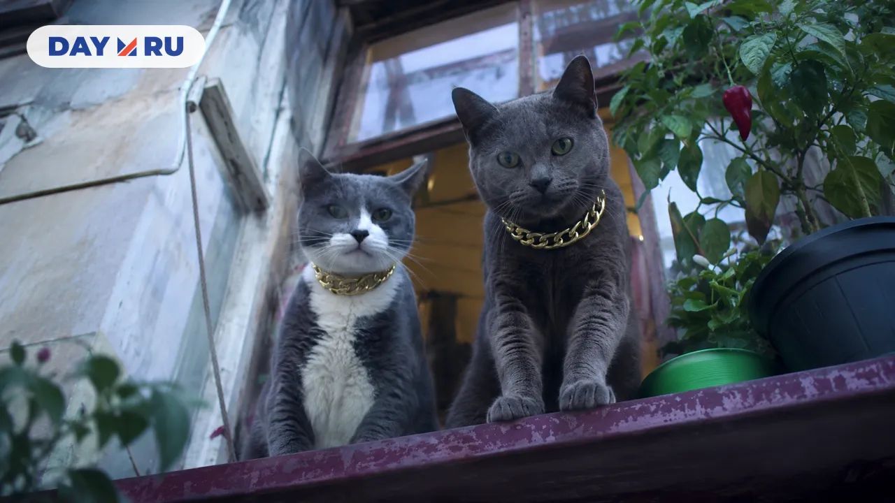 Коты