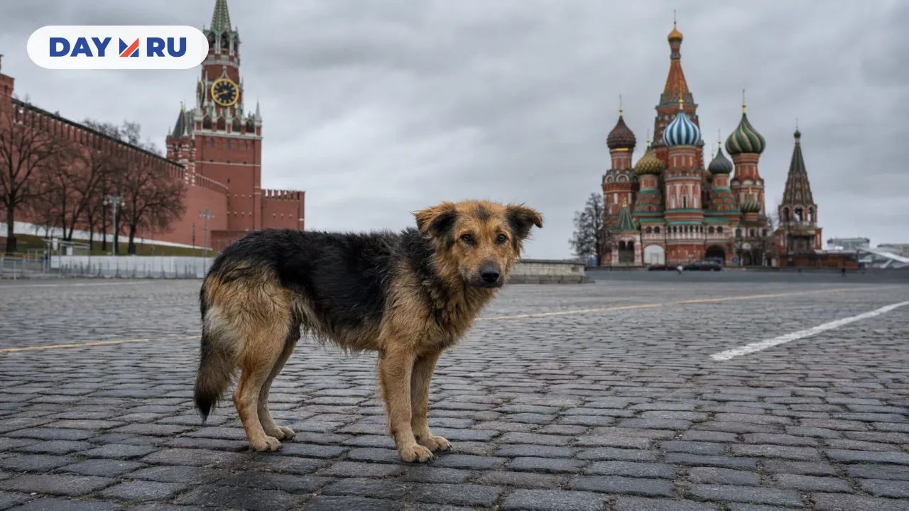 Бездомные животные