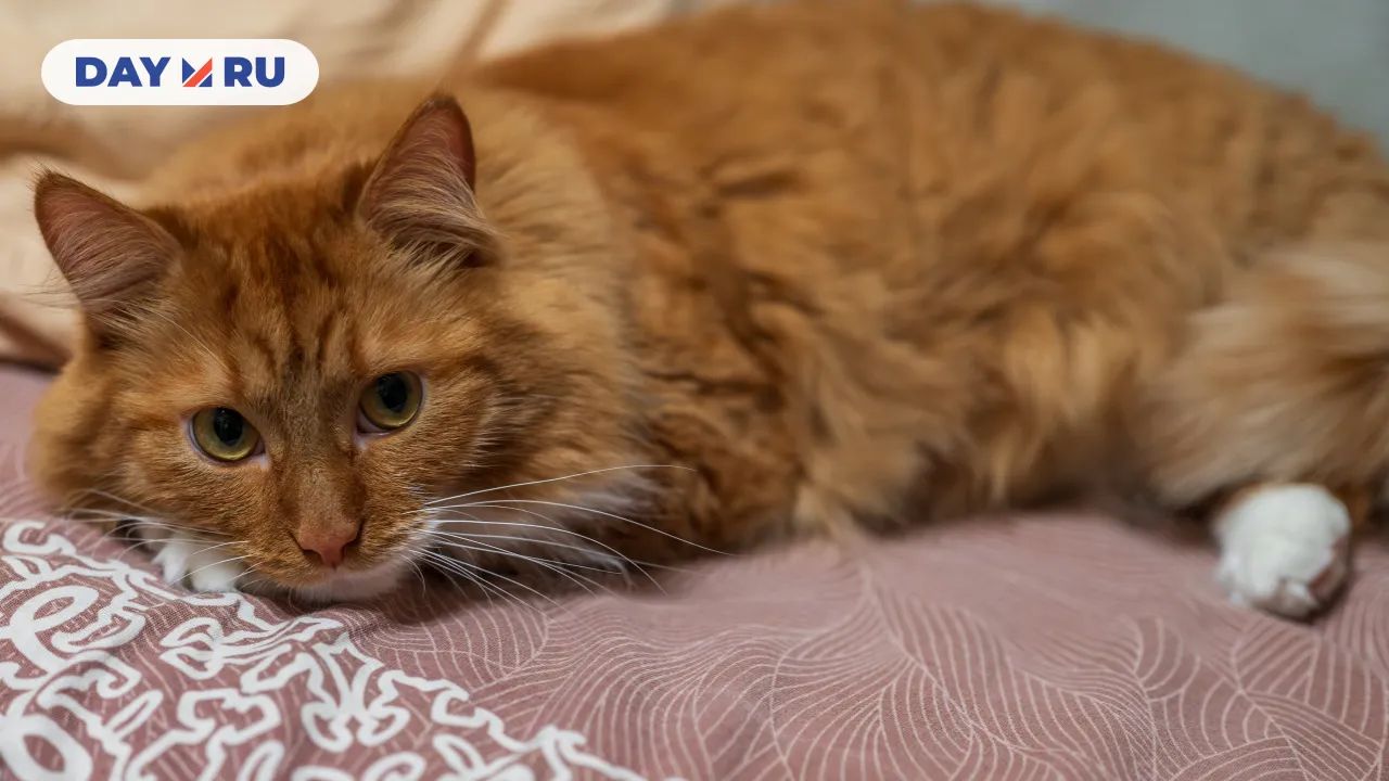 Кошка