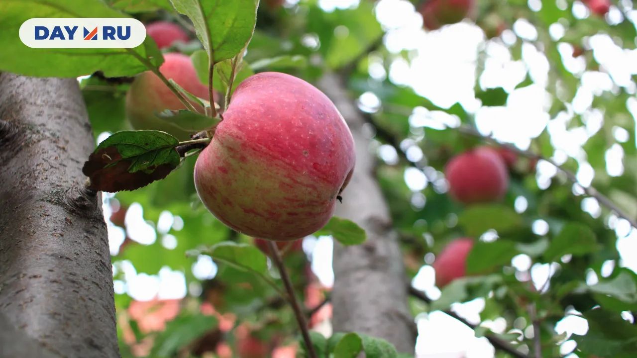 Яблоня