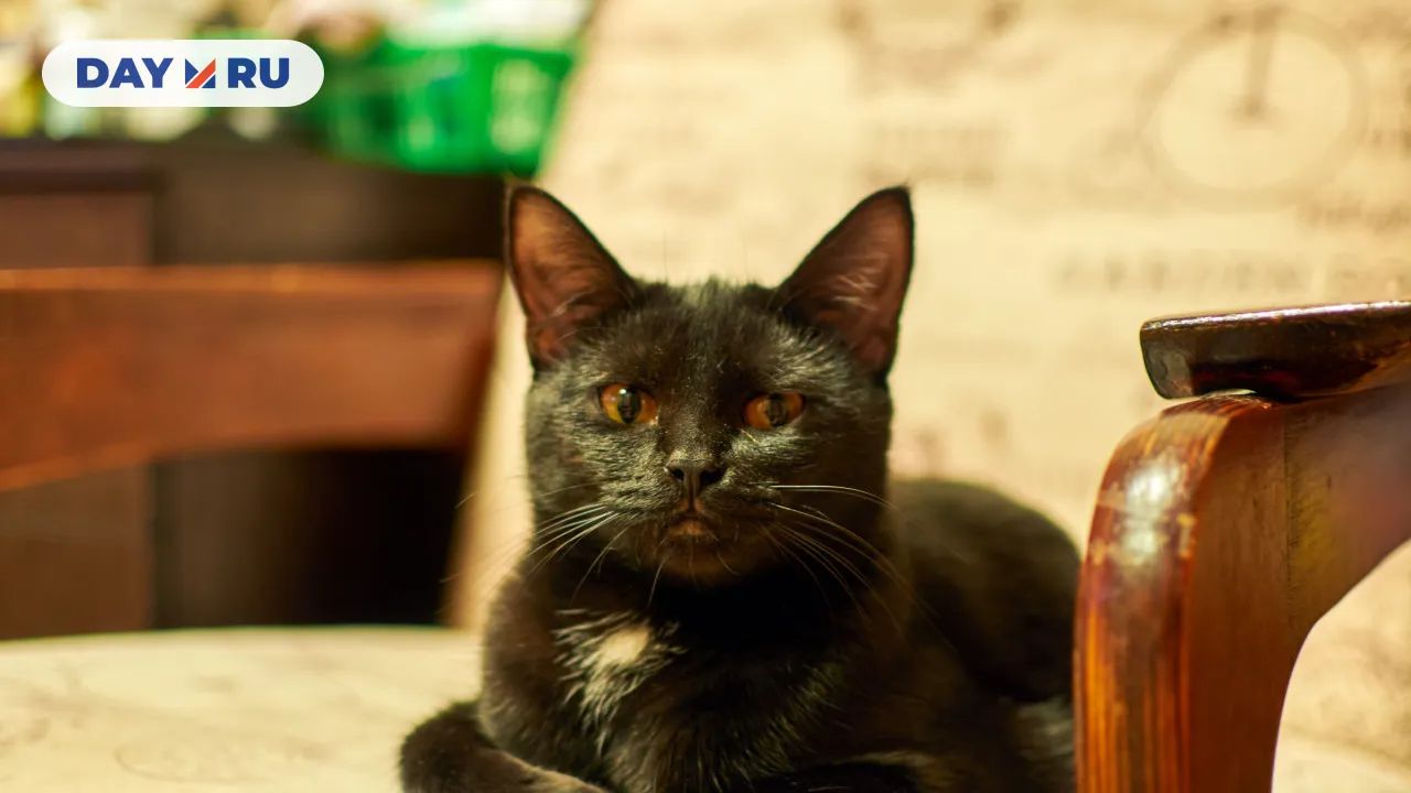 Кошка