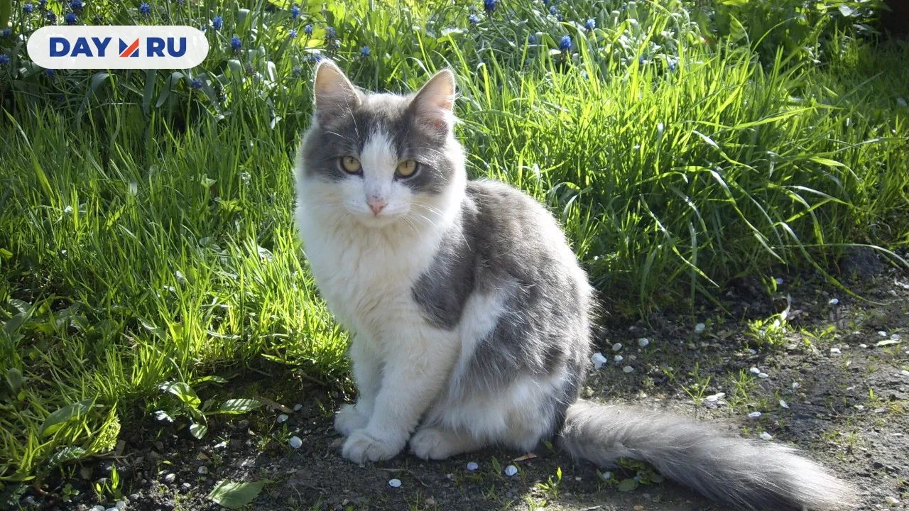 Кошка