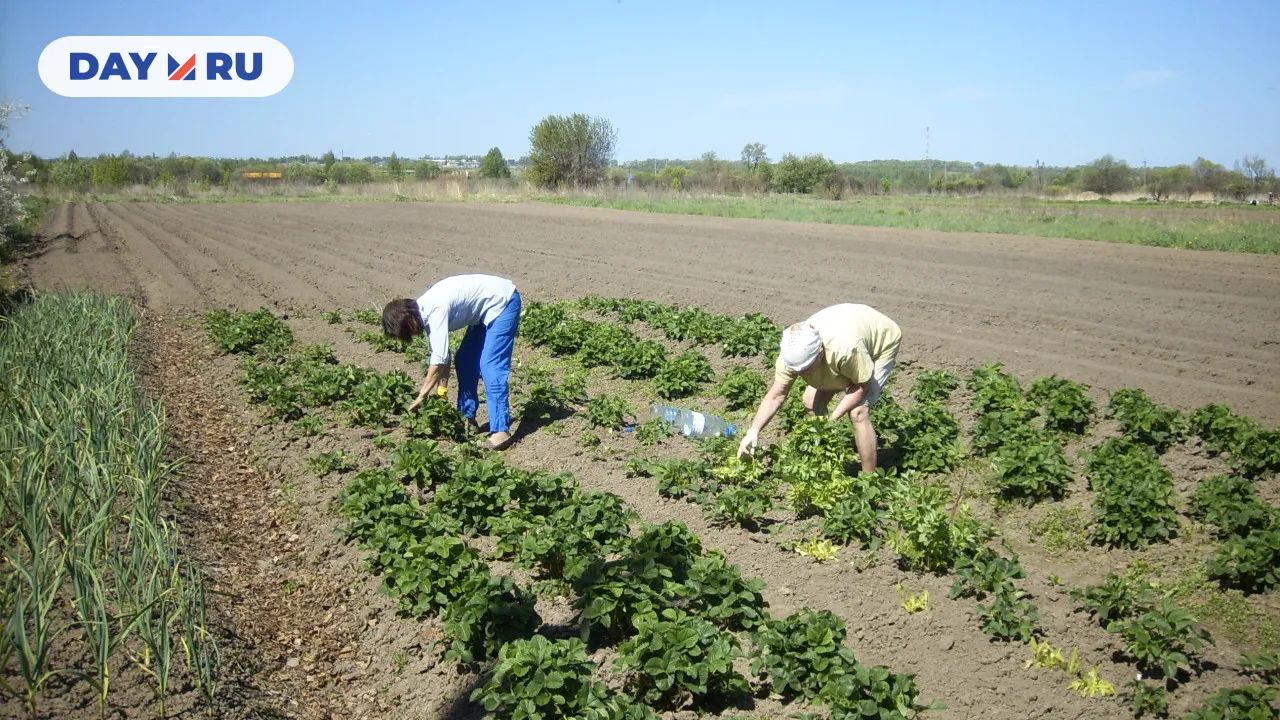 Огород, картофель
