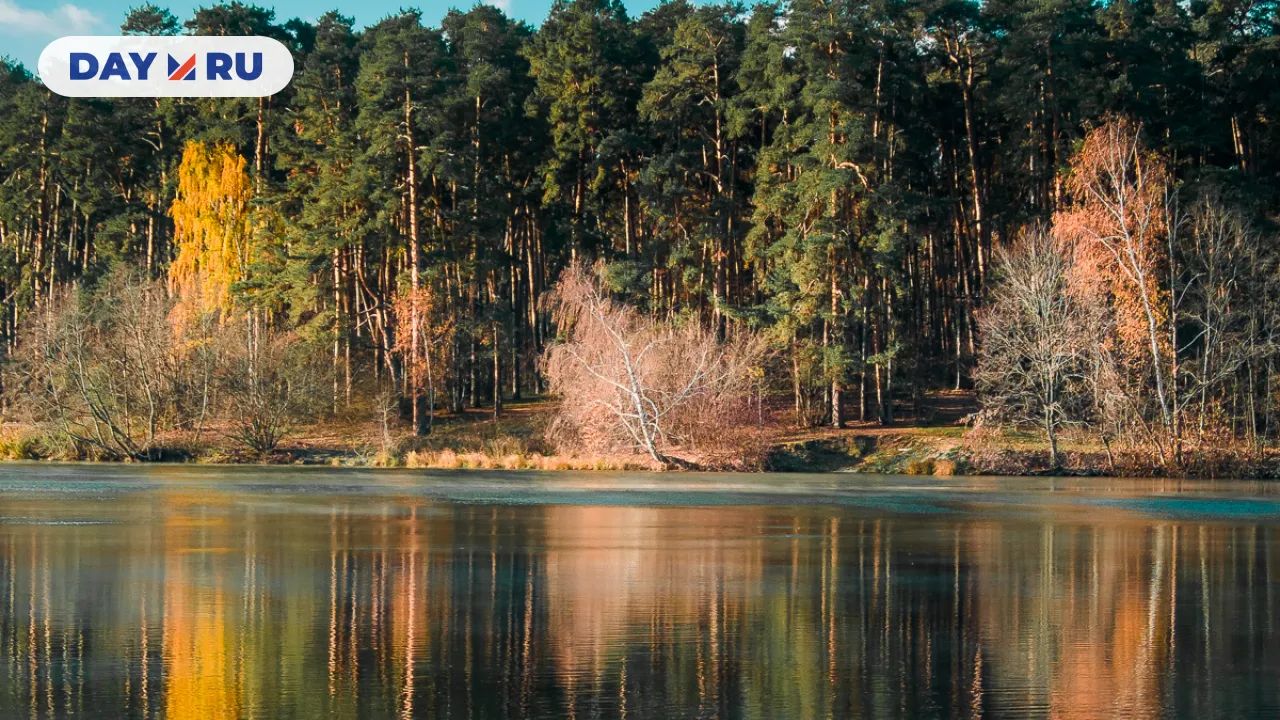 Сосны Серебряного бора