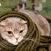  Вирус будет передаваться не только через кошек — через птиц и свиней тоже