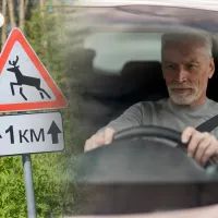 Знаки «Дикие животные»