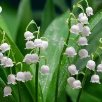 Ландыш зацвел