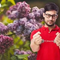 Срок за сорванную ветку сирени