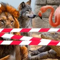 Лев, волк и другие домашние животные — вне закона