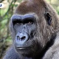 Человек против зверей