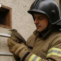 Птенца спасил